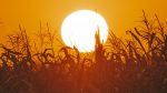 Agricultura "al límite" en todo el mundo por recrudecimiento de episodios de calor extremo