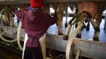 Los tambos no paran de remitir cada vez más leche a las industrias