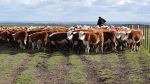 Más bovinos, menos ovinos y vacas lecheras y más equinos, los nuevos datos oficiales del stock animal uruguayo