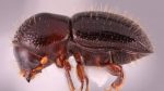 El picudo rojo no está solo: aceleran la movida para controlar otra plaga forestal, el escarabajo E fornicatus