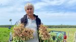 Artigas Rivero, 50 años produciendo maní y el problema que le llega desde fuera de fronteras
