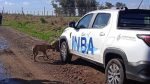 El INBA, los ataques de perros y cientos de denuncias en el interior atendidas por solo tres funcionarios