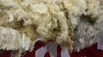 Demanda activa en el mercado de lanas y también por ovinos para faena